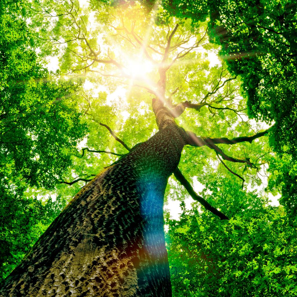 Our Charity Projects Ecologi